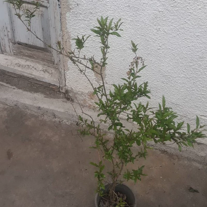 نهال انار بدون دانه ژله ای
