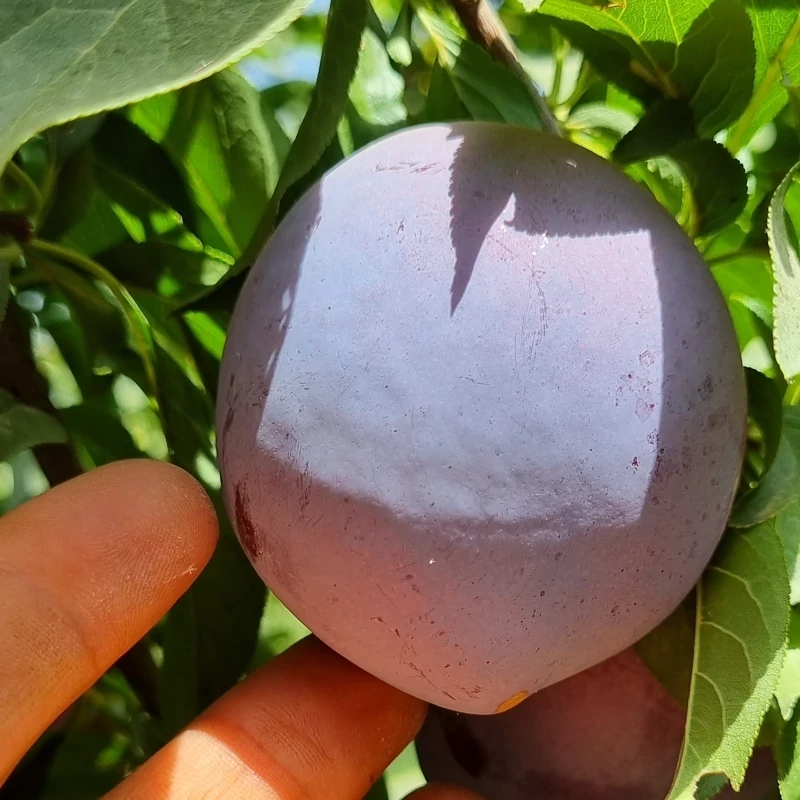 نهال آلو شابلون