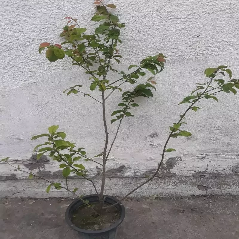 نهال آلوچه درشت شمال گیلان