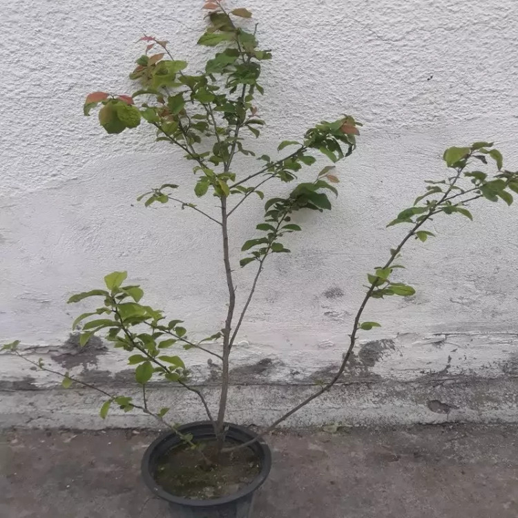 نهال آلوچه درشت شمال گیلان