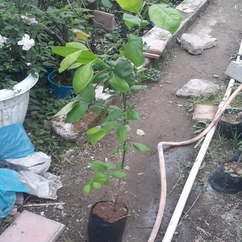نهال آلوچه سبز درشت شهریار