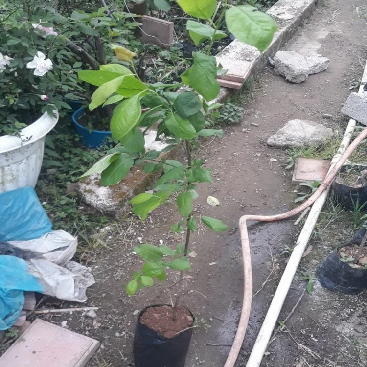 نهال آلوچه سبز درشت شهریار