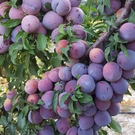 نهال آلو انجلا 2 ساله