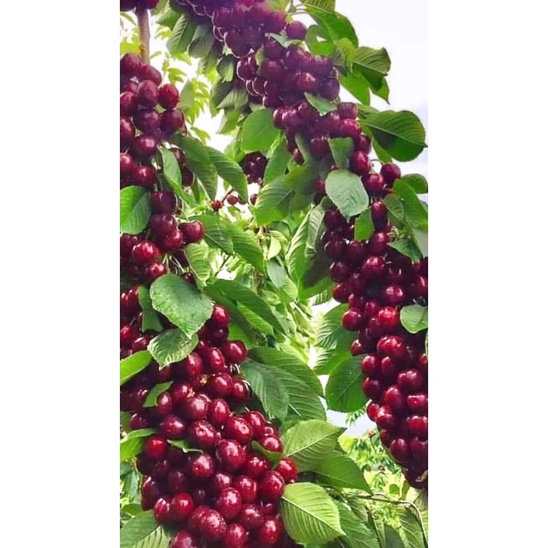 نهال آلبالو مونت مورانسی