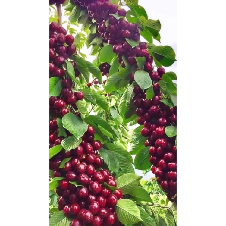 نهال آلبالو مونت مورانسی