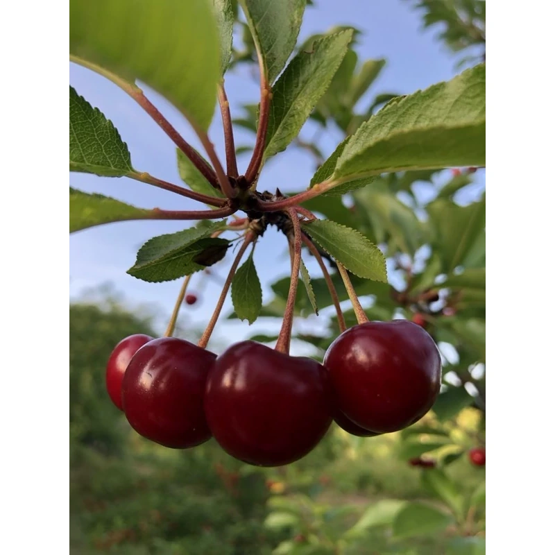 نهال آلبالو گیلاسی