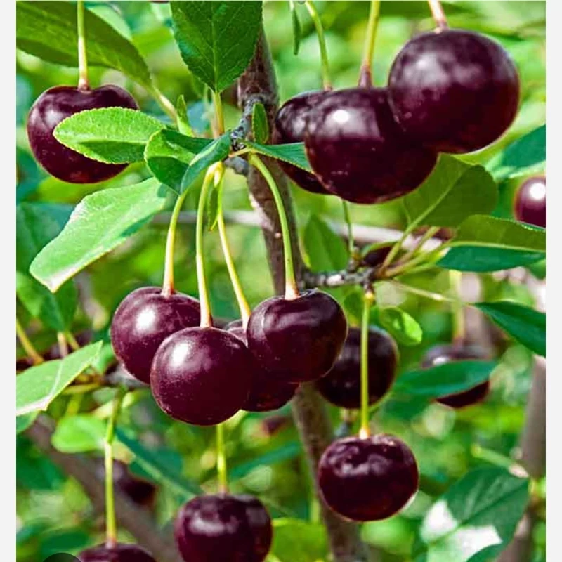 نهال آلبالو گوشواره ای یا آلبالو اسرائیلی
