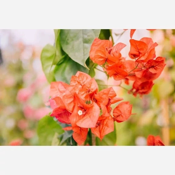گل کاغذی