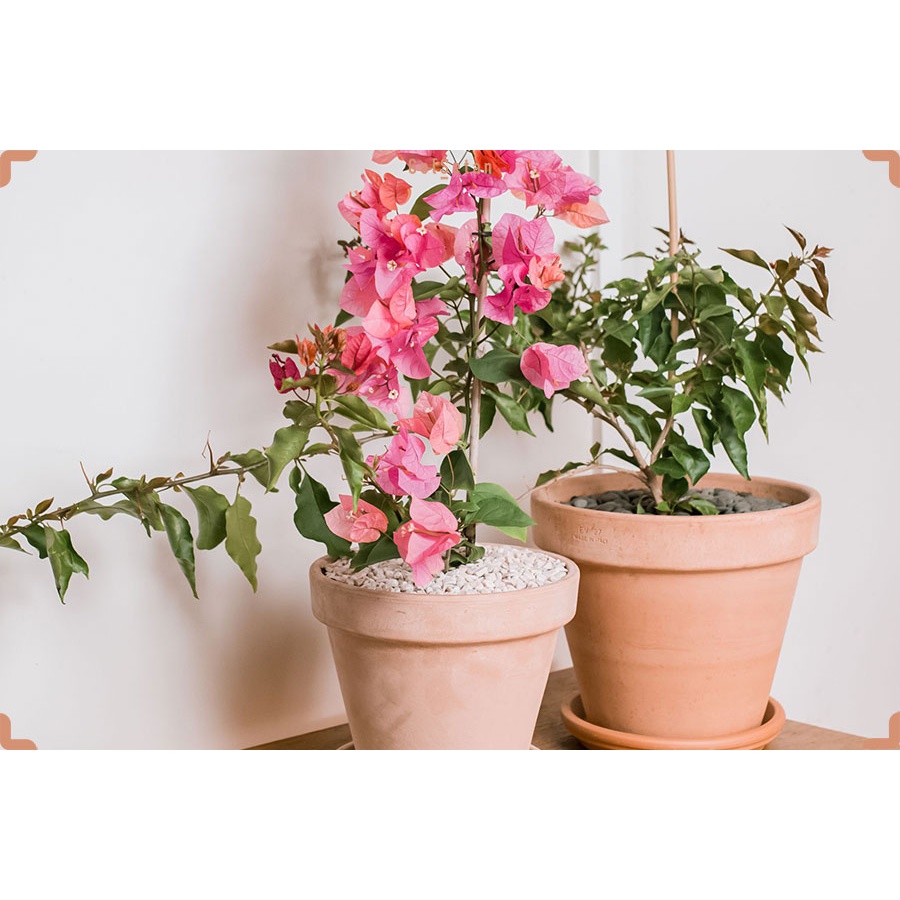 گل کاغذی بوته ای صورتی