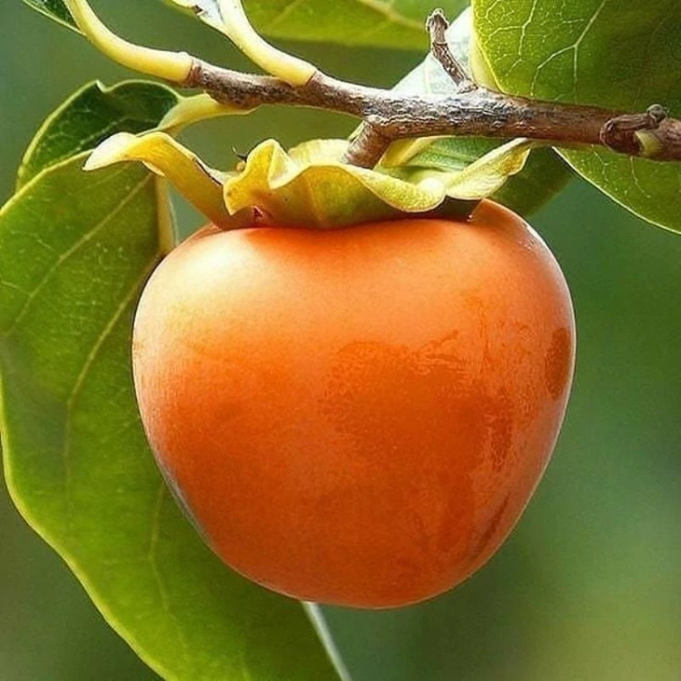 خرمالو ژاپنی گوجه ای 2 ساله