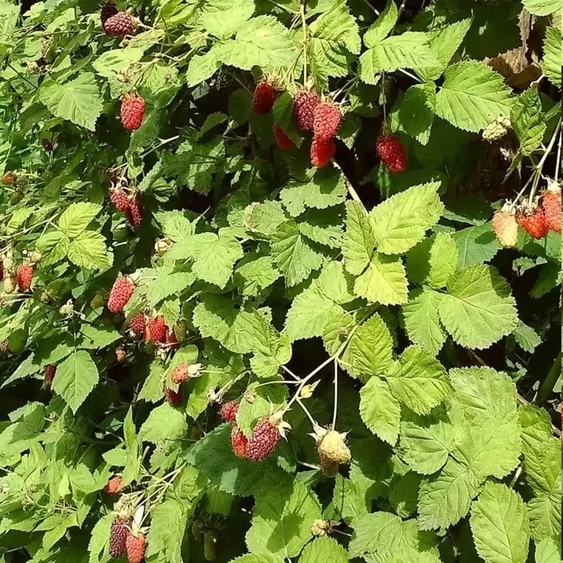 نهال بوته لوگان بری