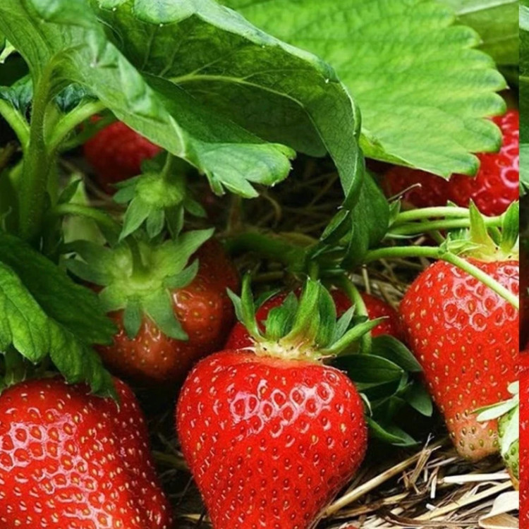 بوته توت فرنگی غول آسا