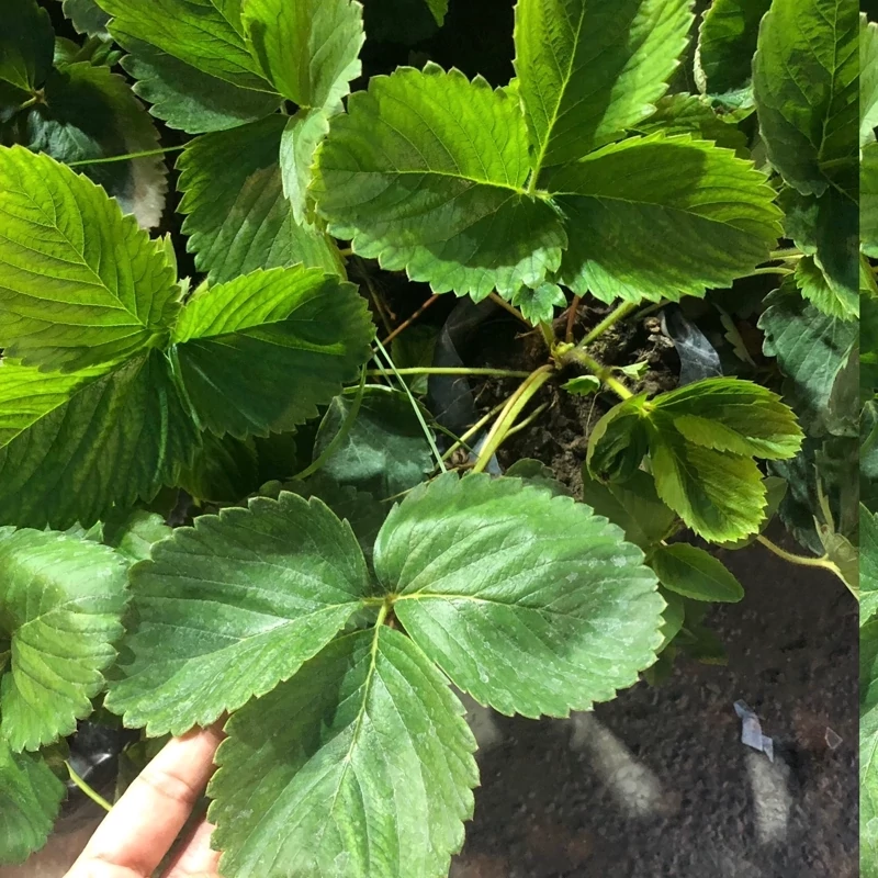 بوته توت فرنگی غول آسا